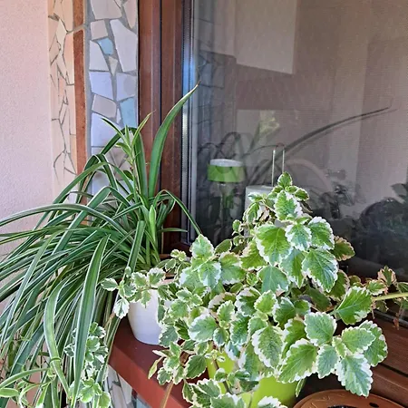 Vakantiehuis Brzozowy Zakatek