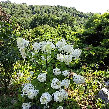 Brzozowy Zakatek Vakantiehuis