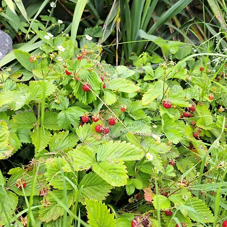 Vakantiehuis Brzozowy Zakatek