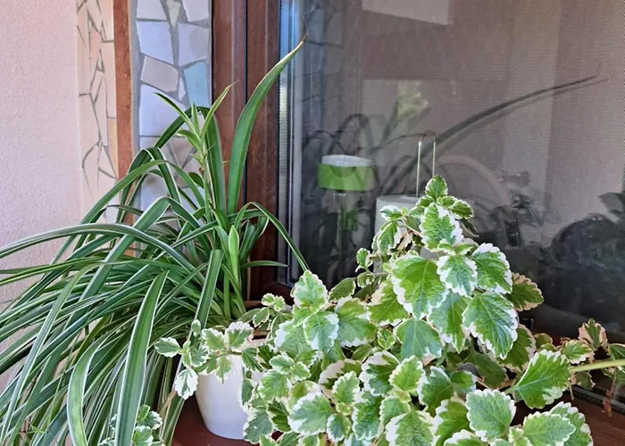 Ferienhaus Brzozowy Zakatek