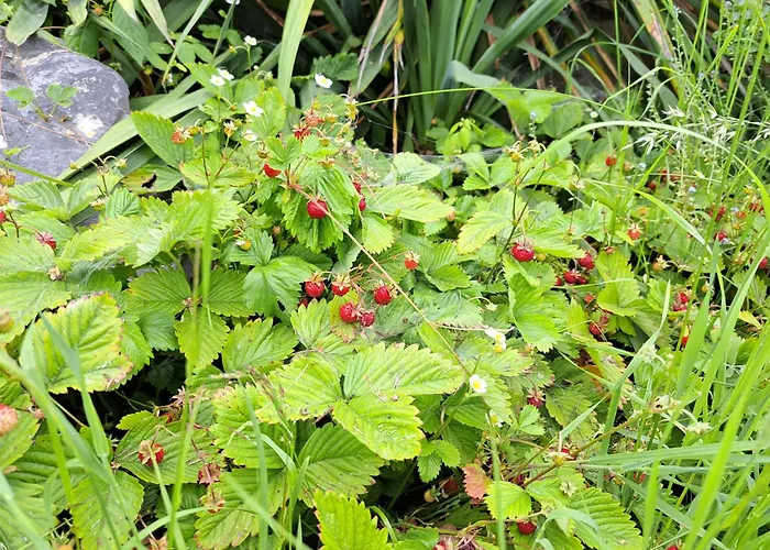 Ferienhaus Brzozowy Zakatek